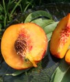 BRZOSKWINIA HARROW BEAUTY