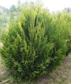 THUJA (TUJA) OLBRZYMIA KÓRNIK W DONICY