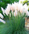 TRAWA PAMPASOWA WHITE FEATHER