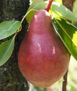 GRUSZA FAWORYTKA (Klapsa) W DONICY
