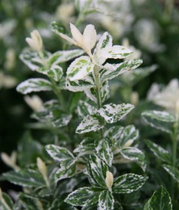 TRZMIELINA FORTUNE'A HARLEQUIN W DONICY