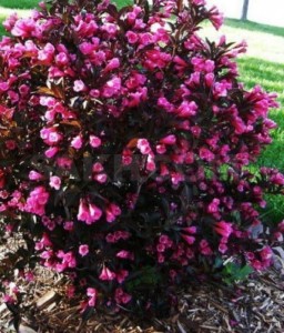 KRZEWUSZKA CUDOWNA NANA PURPUREA W DONICY