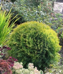 THUJA (TUJA) GOLDEN GLOBE W DONICY