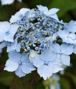 HORTENSJA PIŁKOWANA BLUE DECKLE W DONICY