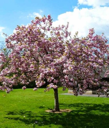 Wiśnia Ozdobna Piłkowana Pink Perfection - sadzonki