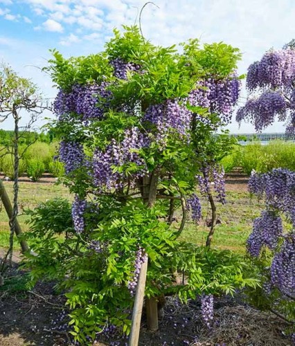 Glicynia Kwiecista Wisteria Violacea Plena W donicy