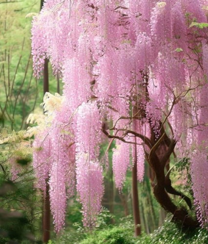 Glicynia Kwiecista Wisteria Honbeni w donicy