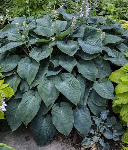 Funkia/Hosta Blue Angel w donicy