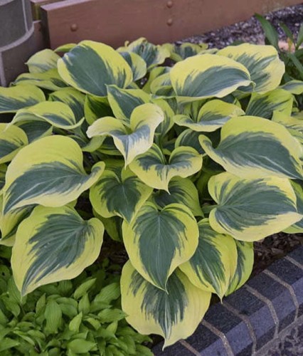 Hosta Liberty w donicy