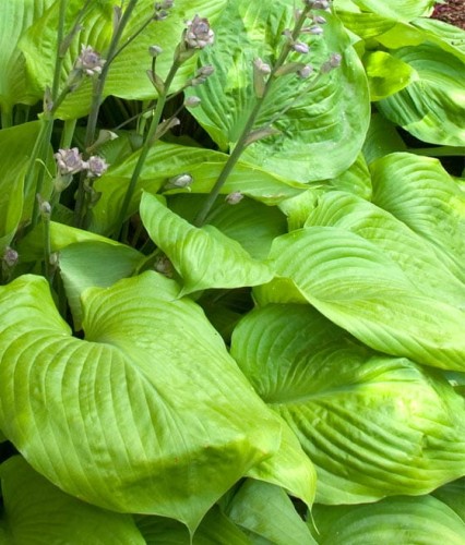 Funkia/Hosta Sum and Substance w donicy
