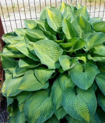 Funkia/Hosta Color Glory w donicy