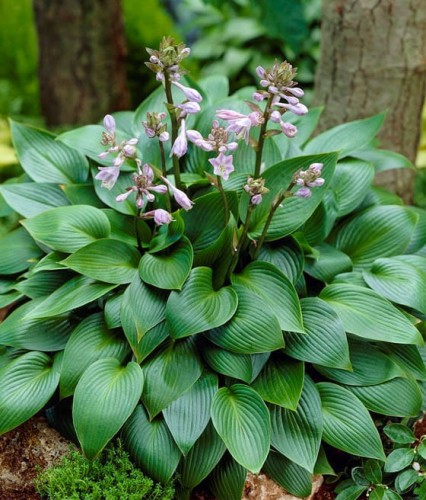 Funkia/Hosta Devon Green w donicy