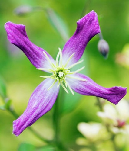 CLEMATIS (POWOJNIK) BOTANICZNY RUBROMARGINATA W DONICY