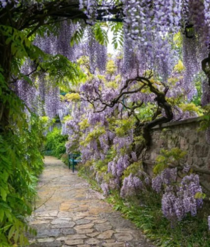 GLICYNIA CHIŃSKA WISTERIA W DONICY