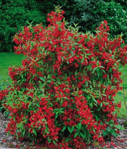 KRZEWUSZKA CUDOWNA NEWPORT RED W DONICY