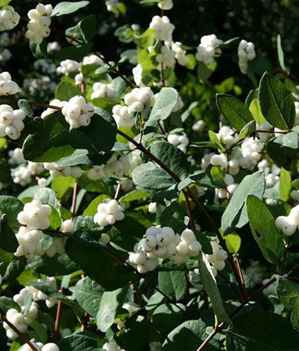 ŚNIEGULICZKA DOORENBOSA WHITE HEDGE W DONICY