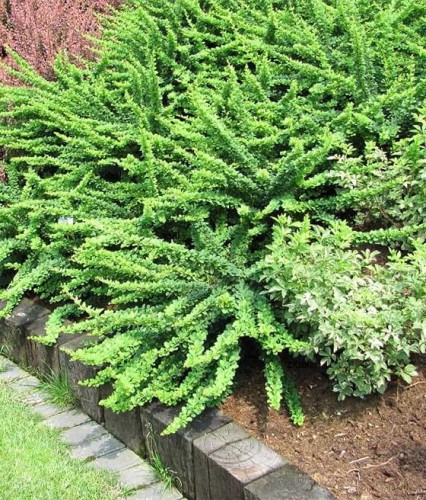BERBERYS THUNBERGA GREEN CARPET W DONICY