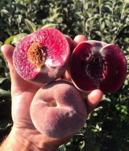 Brzoskwinia Czerwonomiąższowa Sanguine de Savoie