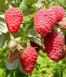 Malina Husaria®  w donicy