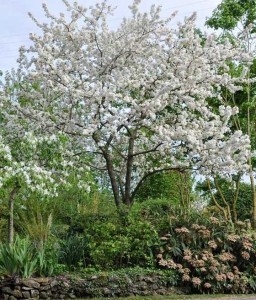 Jabłoń Rajska Butterball