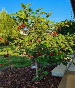 MINI WIŚNIA PIEMONT W DONICY