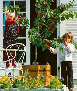 MINI CZEREŚNIA AMARELLO