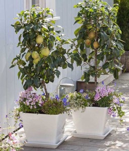 MINI GRUSZA SUNRISE®