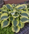 Hosta Liberty