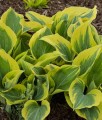 Hosta Liberty