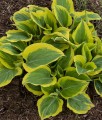 Hosta Liberty