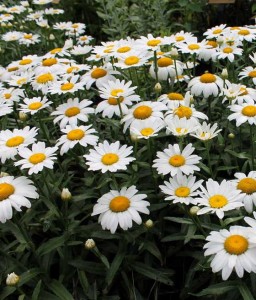 Złocień Wielki Madonna w donicy