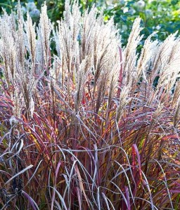 Miskant Chiński Ghana w donicy