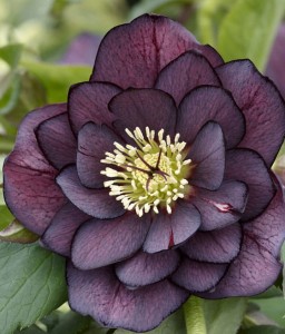 Ciemiernik Double Ellen Purple w donicy