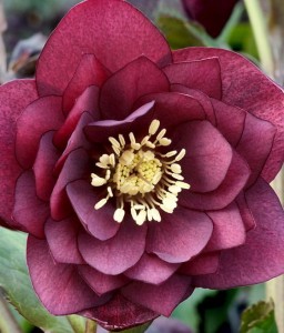 Ciemiernik Double Ellen Red w donicy