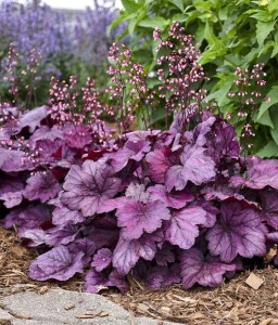 Żurawka Forever Purple w donicy