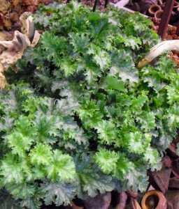 Żurawka Apple Crisp w donicy