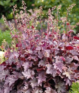 Żurawka Melting Fire w donicy