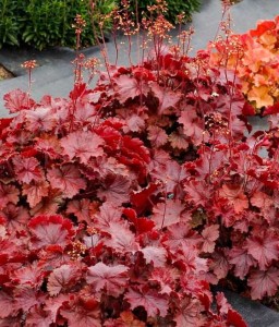 Żurawka Forever Red w donicy