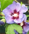 HIBISKUS CISEAU BLEU SYRYJSKA