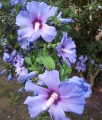 HIBISKUS CISEAU BLEU SYRYJSKA