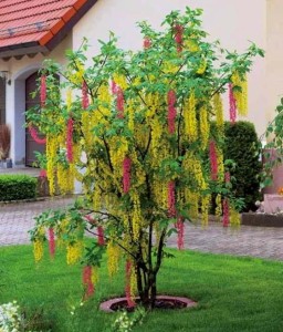 Złotokap Adamii w donicy