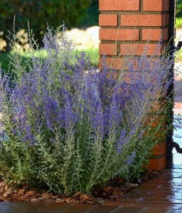 Perowskia Łobodolistna Blue Steel w donicy