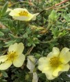 Pięciornik Krzewiasty Primrose Beauty