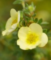 Pięciornik Krzewiasty Primrose Beauty