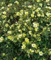 Pięciornik Krzewiasty Primrose Beauty