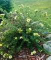 Pięciornik Krzewiasty Primrose Beauty