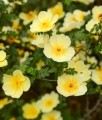 Pięciornik Krzewiasty Primrose Beauty