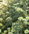Pięciornik Krzewiasty Primrose Beauty