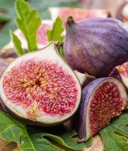 Figowiec Figi Little Miss Figgy w donicy