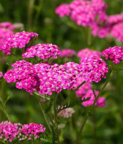 Krwawnik Pospolity Cerise Queen w donicy